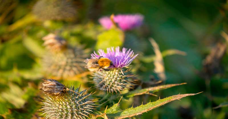Fahrerlebnis in Schottland